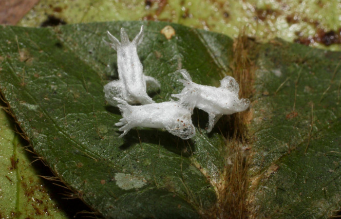 Fig.14. Mostrando parásito de <i>Dismorphia praxinoe</i></i>. Voucher : 11-SRNP-36452-DHJ489949.jpg.