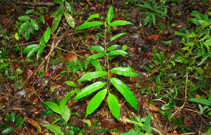Fig.15. Planta hospedera <i>Drypetes standleyi</i></i> (Putranjivaceae) de larva <i>Glutophrissa tenuis</i></i>.
