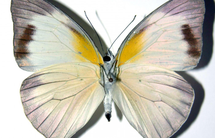 Fig.2. Adulto de <i>Glutophrissa tenuis</i></i>. Hembra 54mm de longitud vista ventral. Voucher : 04-SRNP-22686-DHJ98241.jpg.