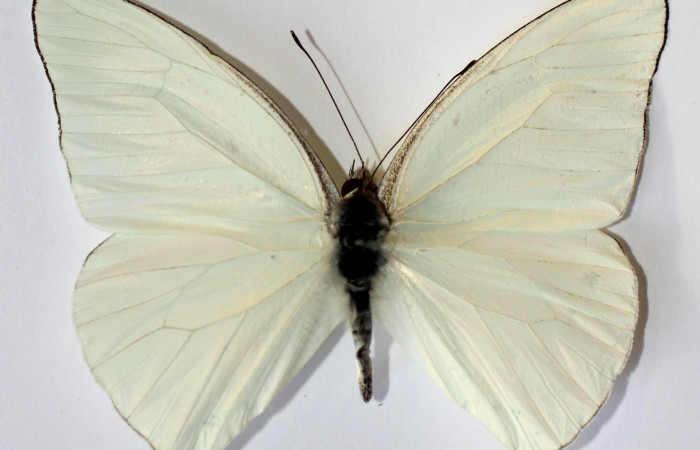 Fig.3. Adulto de <i>Glutophrissa tenuis</i></i>. Hembra 55mm de longitud vista ventral. Voucher : 13-SRNP-30654-DHJ590024.jpg.