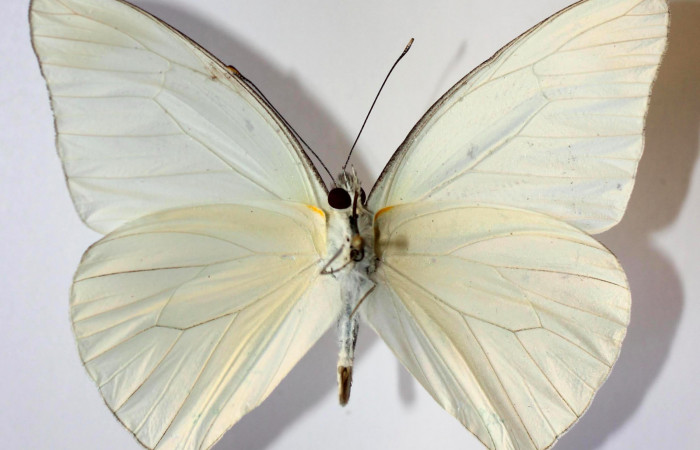 Fig.4. Adulto de <i>Glutophrissa tenuis</i></i>. Macho 55mm de longitud vista dorsal. Voucher : 13-SRNP-30654-DHJ590025.jpg.