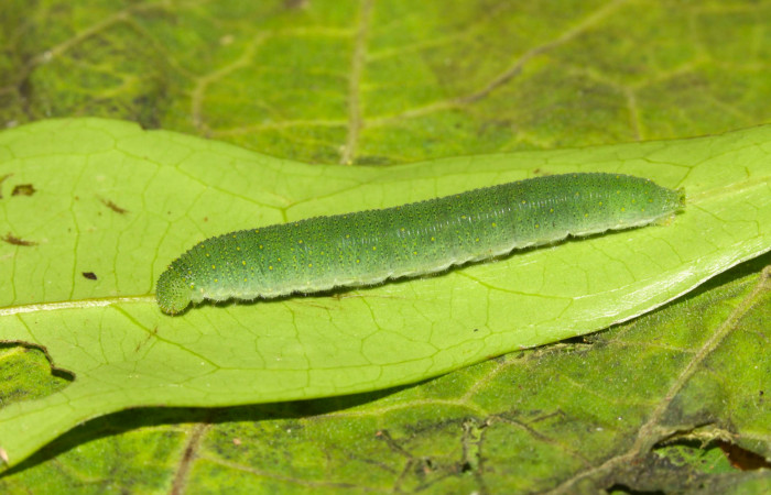 Fig.6. Larva de <i>Glutophrissa tenuis</i></i>, en último estadío.  Mide 40mm de longitud. Voucher : 13-SRNP-30654-DHJ700809.jpg.