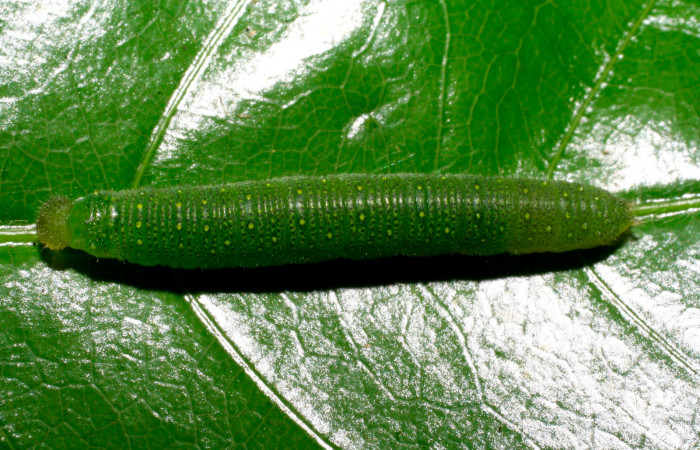 Fig.7. Larva de <i>Glutophrissa tenuis</i></i>, penúltimo estadío. Mide 20mm de longitud. Voucher : 08-SRNP-20421-DHJ435641.jpg.