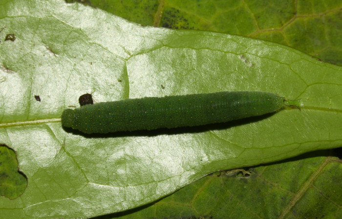 Fig.8. Larva de <i>Glutophrissa tenuis</i></i>, último estadío. Mide 40mm de longitud. Voucher : 13-SRNP-30654-DHJ700810.jpg.