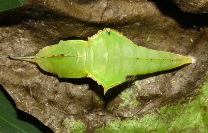 Fig.9.Pupa de <i>Glutophrissa tenuis</i></i>. Mide 29mm de longitud. Voucher : 13-SRNP-30654-DHJ700817.jpg.