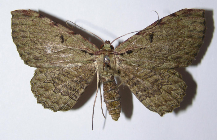 Figura 9. Adulto de <i>Ergavia carinenta</i></i> (Geometridae), hembra vista dorsal, localidad Chon, Sector Del Oro ACG (280m). Voucher: 02-SRNP-30503-DHJ325026.jpg.