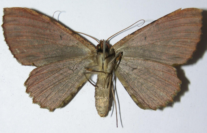 Figura 10. Adulto de <i>Ergavia carinenta</i></i> (Geometridae), hembra vista ventral, localidad Chon, Sector Del Oro ACG (280m). Voucher: 02-SRNP-30503-DHJ325027.jpg.