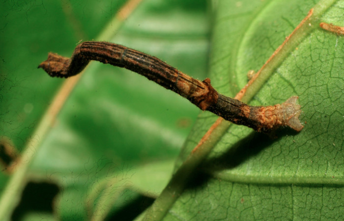 Figura 4. Larva <i>Ergavia carinenta</i></i> (Geometridae), último estadío (U) vista dorsal, localidad Sendero Evangelista, Sector Pitilla ACG (660m). Voucher: 08-SRNP-30970-DHJ438698.jpg.