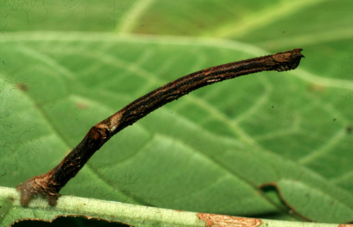 Figura 3. Larva <i>Ergavia carinenta</i></i> (Geometridae), último estadío (U) vista lateral, localidad Sendero Evangelista, Sector Pitilla ACG (660m). Voucher: 08-SRNP-30970-DHJ438700.jpg.