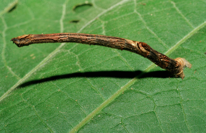 Figura 2. Larva <i>Ergavia carinenta</i></i> (Geometridae), último estadío (U) vista lateral, localidad Sendero Evangelista, Sector Pitilla ACG (660m). Voucher: 08-SRNP-30970-DHJ438707.jpg.
