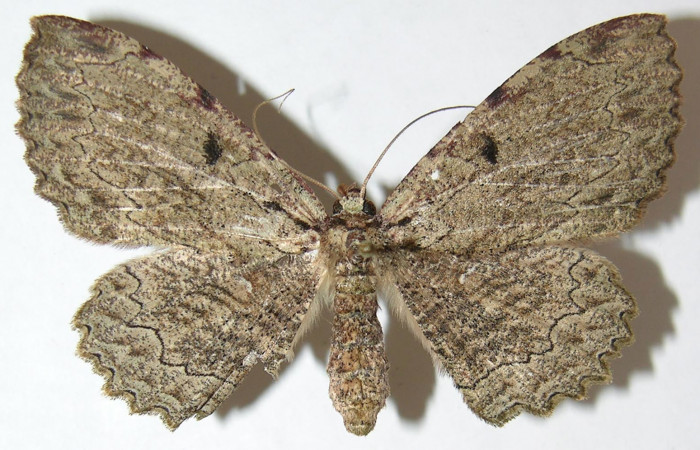 Figura 1. Adulto de <i>Ergavia carinenta</i></i> (Geometridae), vista dorsal, localidad Sendero Evangelista, Sector Pitilla ACG (660m). Voucher: 08-SRNP-30971-DHJ505568.jpg.