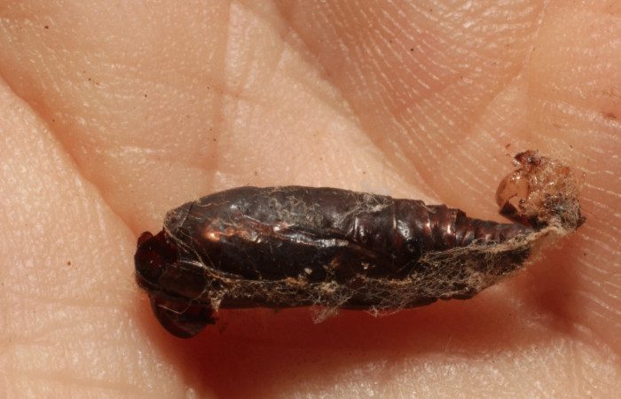 Figura 13. Restos de pupa parasitada por <i>Carcelia</i></i> Wood13 (Tachinidae), que ataca <i>Ergavia carinenta</i></i> (Geometridae), vista lateral, localidad Finca Esmeralda, Sector Rincón Rain Forest ACG (123m). Voucher: 11-SRNP-75680-DHJ804114.jpg.