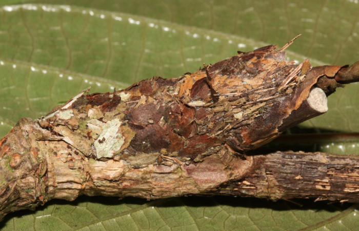 Figura 5. Capullo de prepupa de <i>Ergavia carinenta</i></i> (Geometridae), vista lateral, localidad Ingas, Sector Pitilla ACG (580m). Voucher: 12-SRNP-31374-DHJ485729.jpg.