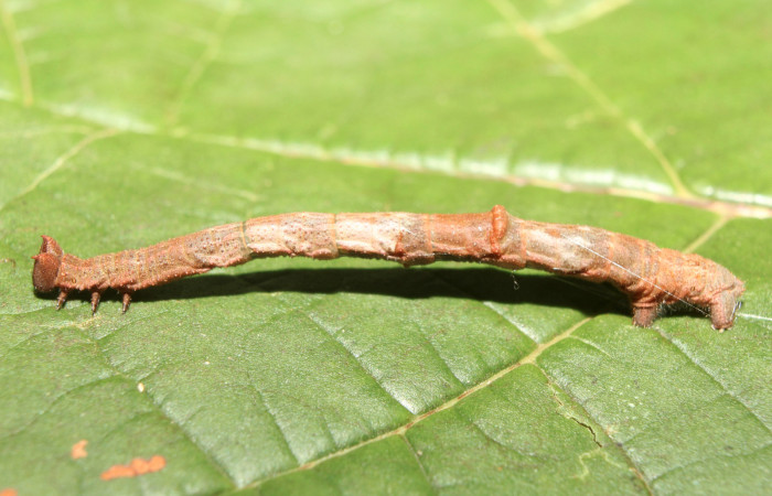 Figura 14. Larva <i>Ergavia</i></i> meropsDHJ01 (Geometridae), penúltimo estadío (PU) vista dorsal, localidad Coneja Estación Biológica Quica, Sector Pitilla ACG (415m). Voucher:17-SRNP-72111-DHJ738527.jpg.