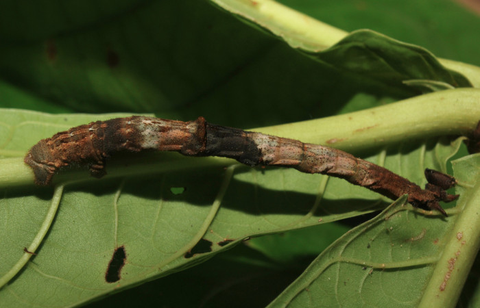 Figura 15. Larva <i>Ergavia</i></i> meropsDHJ01 (Geometridae), último estadío (U) vista dorsal, localidad Coneja Estación Biológica Quica, Sector Pitilla ACG (415m). Voucher: 17-SRNP-72111-DHJ738634.jpg.