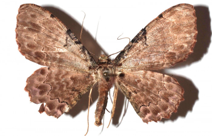 Figura 16. Adulto de <i>Ergavia</i></i> meropsDHJ01 (Geometridae), vista dorsal, localidad Coneja Estación Biológica Quica, Sector Pitilla ACG (415m). Voucher: 17-SRNP-72111-DHJ931248.jpg.