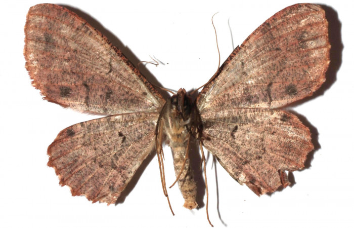 Figura 17. Adulto de <i>Ergavia</i></i> meropsDHJ01 (Geometridae), vista ventral, localidad Coneja Estación Biológica Quica, Sector Pitilla ACG (415m). Voucher: 17-SRNP-72111-DHJ931249.jpg.