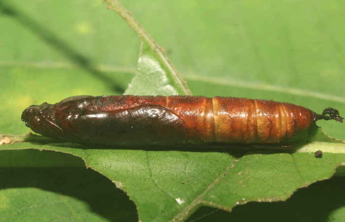 Figura 6. Pupa de <i>Ergavia carinenta</i></i> (Geometridae), vista lateral, localidad Medrano Estación Biológica Quica, Sector Pitilla ACG (380m). Voucher: 19-SRNP-71274-DHJ752209.jpg.