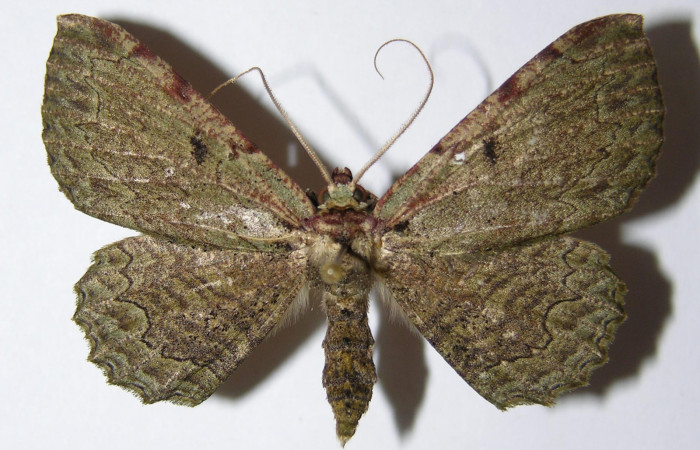 Figura 7. Adulto de <i>Ergavia carinenta</i></i> (Geometridae), macho vista dorsal, localidad Quebrada Cementerio, Sector San Cristóbal ACG (700m). Voucher: 99-SRNP-5573-DHJ325040.jpg.