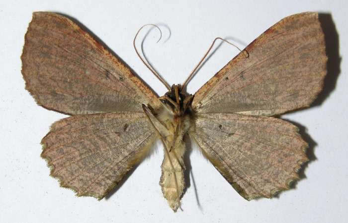 Figura 8. Adulto de <i>Ergavia carinenta</i></i> (Geometridae), macho vista ventral, localidad Quebrada Cementerio, Sector San Cristóbal ACG (700m). Voucher: 99-SRNP-5573-DHJ325041.jpg.