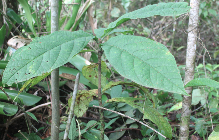Figura 18. Planta hospedera de <i>Ergavia carinenta</i></i> (Geometridae), planta llamada <i>Coccoloba tuerckheimii</i></i> (Polygonaceae), localidad Estación Biológica Quica, Sector Pitilla ACG (470m), foto: Ricardo Calero 19 Setiembre 2019.