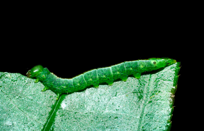 Fig 1. Larva de <i>Meragisa marcata</i></i>. Voucher: Vista lateral. 09-SRNP-36093-DHJ456554.jpg, 19mm de longitud.