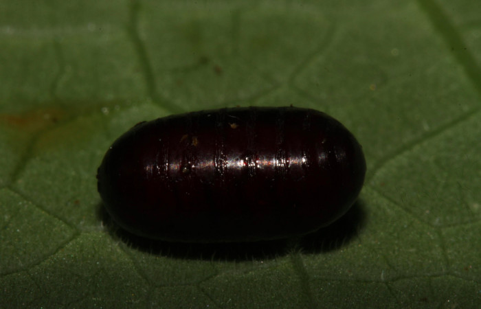 Fig.10. Parásito de <i>Meragisa marcata</i></i>. Voucher: 14-SRNP-30867-DHJ721020.jpg. 6mm de longitud. 1 Pupario de la familia Tachinidae.