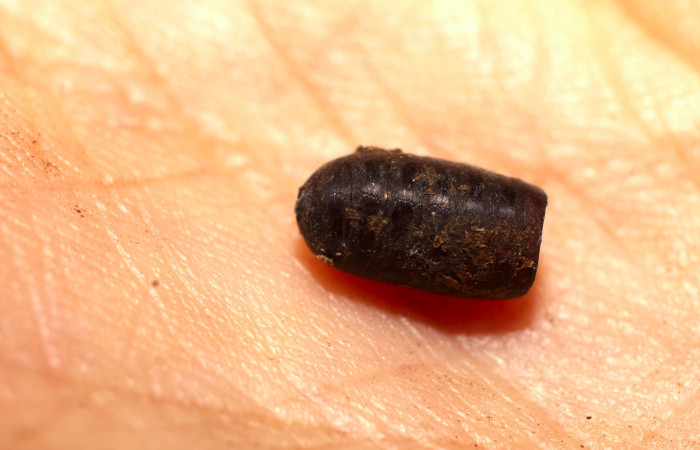 Fig.11. Muda de un Tachinidae eclosionado que parasitó una larva de <i>Meragisa marcata</i></i>. Voucher: 11-SRNP-35453-DHJ498476.jpg