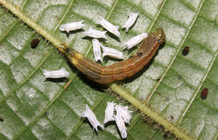 Fig.12. Cupullos de parásitos de la familia Braconidae, parásitos de <i>Meragisa marcata</i></i>. Voucher: 15-SRNP-30344-DHJ721622.jpg