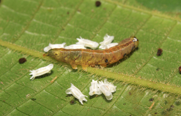 Fig.13. Cupullos de parásitos de la familia Braconidae, parásitos de <i>Meragisa marcata</i></i>. Voucher: 15-SRNP-30344-DHJ721623.jpg