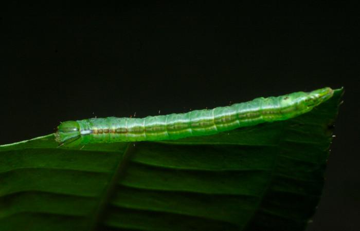 Fig 2. Larva de <i>Meragisa marcata</i></i>. Voucher: Vista dorsal. 09-SRNP-36093-DHJ456555.jpg, 19mm de longitud.
