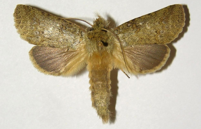 Fig 3. Macho de <i>Meragisa marcata</i></i>. Vista dorsal. Voucher: 02-SRNP-9740-DHJ300188.jpg, 51mm de longitud.