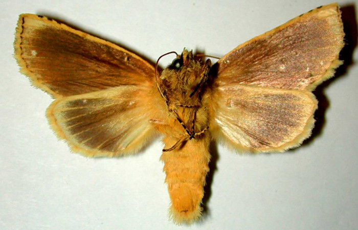 Fig 4. Macho de <i>Meragisa marcata</i></i>. Vista ventral. Voucher: 00-SRNP-10428-DHJ32799.jpg, 47mm de longitud.