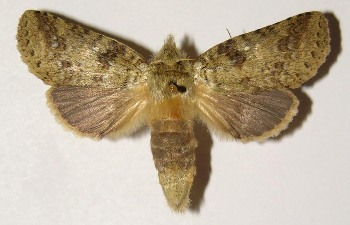 Fig 5. Hembra de <i>Meragisa marcata</i></i>. Vista dorsal. Voucher: 02-SRNP-9855-DHJ300184.jpg, 52mm de longitud.