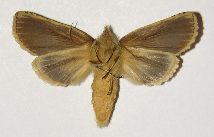 Fig 6. Hembra de <i>Meragisa marcata</i></i>. Vista ventral. Voucher: 02-SRNP-9855-DHJ300185.jpg, 52mm de longitud.