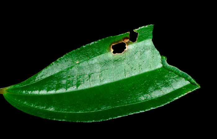 Fig.7.Larva de <i>Meragisa marcata</i></i>. Voucher: Vista lateral. 09-SRNP-36093-DHJ456550.jpg. 19mm de longitud.
