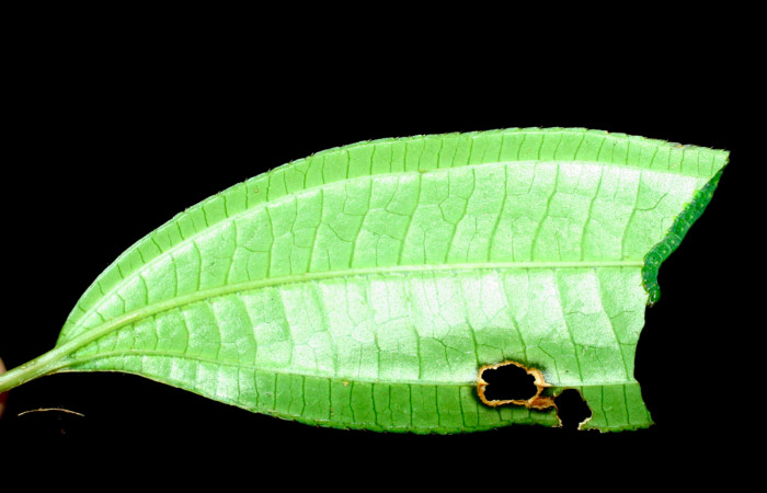 Fig.8. Larva de <i>Meragisa marcata</i></i>. Voucher: Vista lateral. 09-SRNP-36093-DHJ456551.jpg. 19mm de longitud.
