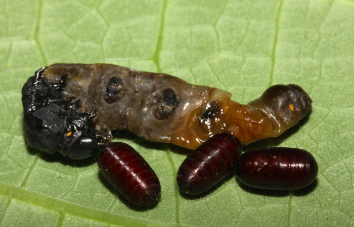 Fig.9. Parásitos de <i>Meragisa marcata</i></i>. Voucher: 14-SRNP-30867-DHJ721019.jpg. 6mm de longitud. 3 Puparios de la familia Tachinidae.