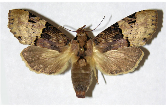 Fig 1. Hembra de <i>Nystalea montana</i></i>. Vista dorsal. Voucher: 99-SRNP-5690-DHJ322136.jpg 59mm de longitud.