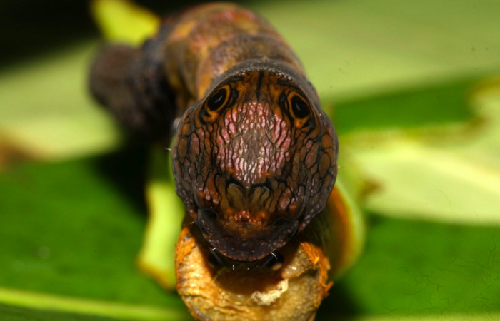 Fig.10.Mostrando unos ojos falsos en la parte de atrás de <i>Nystalea montana</i></i>. Voucher: 13-SRNP-31574-DHJ701986.jpg. 64mm de longitud. 