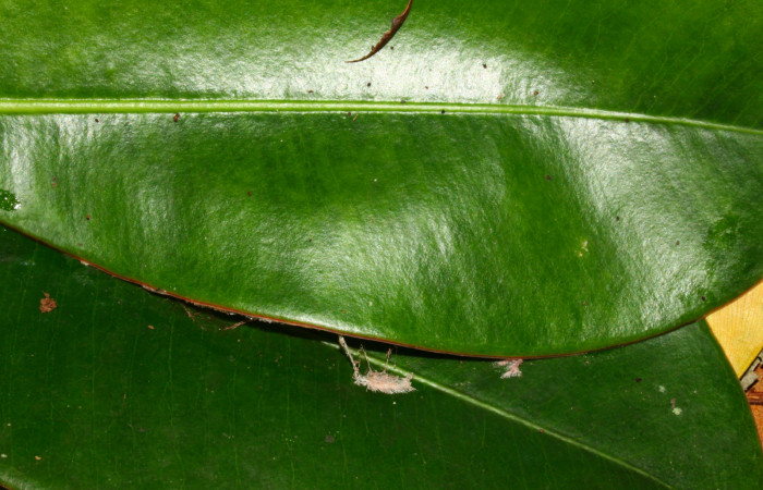 Fig.11. Capullo de <i>Nystalea montana</i></i>. Voucher: 13-SRNP-31574-DHJ720155.jpg. 37mm de longitud. 