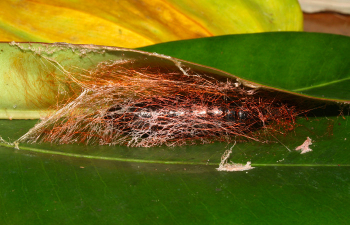 Fig.12. Capullo de <i>Nystalea montana</i></i>. Voucher: 13-SRNP-31574-DHJ720157.jpg. 37mm de longitud. 