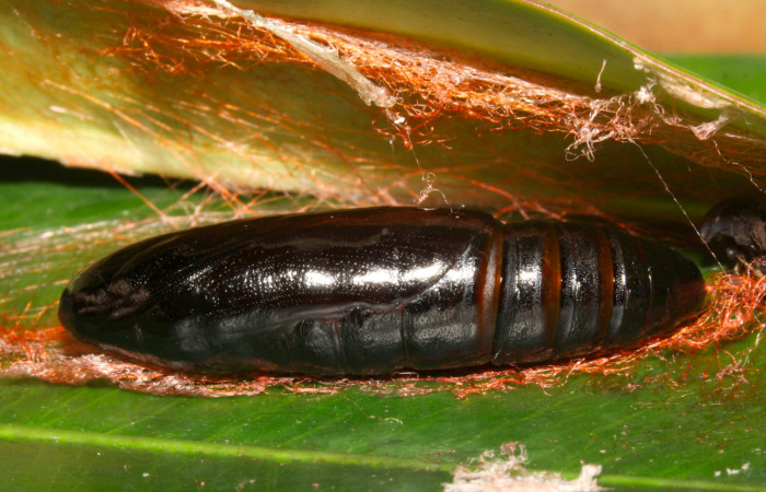 Fig.13. Pupa de <i>Nystalea montana</i></i>. Voucher: 13-SRNP-31574-DHJ720160.jpg. 37mm de longitud. 