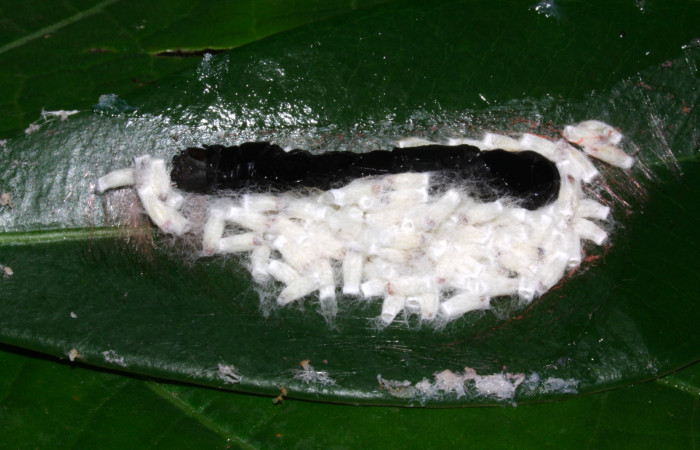 Fig.14. Capullos de parásitos en una prepupa de <i>Nystalea montana</i></i>. Voucher: 14-SRNP-30795-DHJ720956.jpg