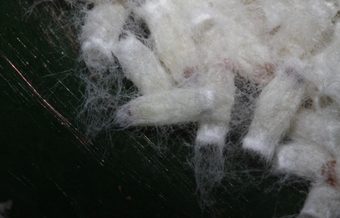 Fig.15. Capullos de parásitos en una prepupa de <i>Nystalea montana</i></i>. Voucher: 15.14-SRNP-30795-DHJ720958.jpg