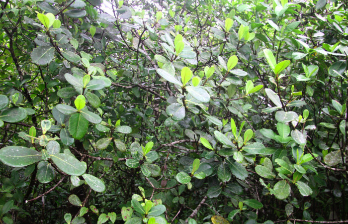 Fig.16. Planta hospedera de <i>Nystalea montana</i></i>, <i>Clusia palmana</i></i>, (Clusiaceae).