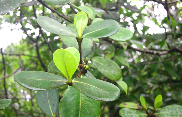 Fig.16. Planta hospedera de <i>Nystalea montana</i></i>, <i>Clusia palmana, (Clusiaceae).