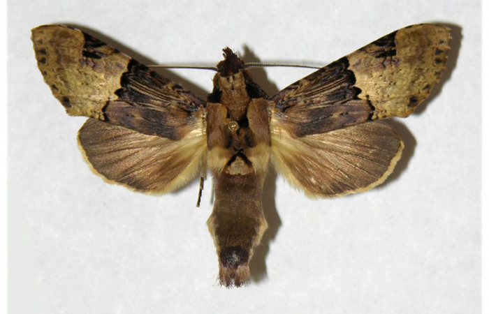 Fig 2. Macho de <i>Nystalea montana</i></i>. Vista dorsal. Voucher: 99-SRNP-15300.01-DHJ322144.jpg 51mm de longitud.