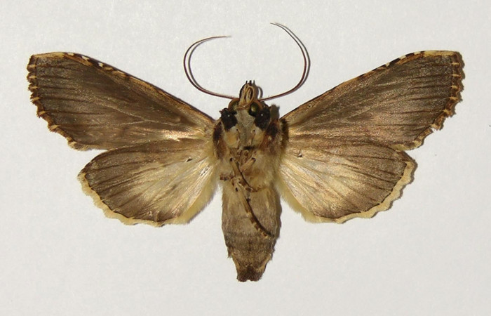 Fig 3. Hembra de <i>Nystalea montana</i></i>. Vista ventral. Voucher: 97-SRNP-6495-DHJ302251.jpg 61mm de longitud. 