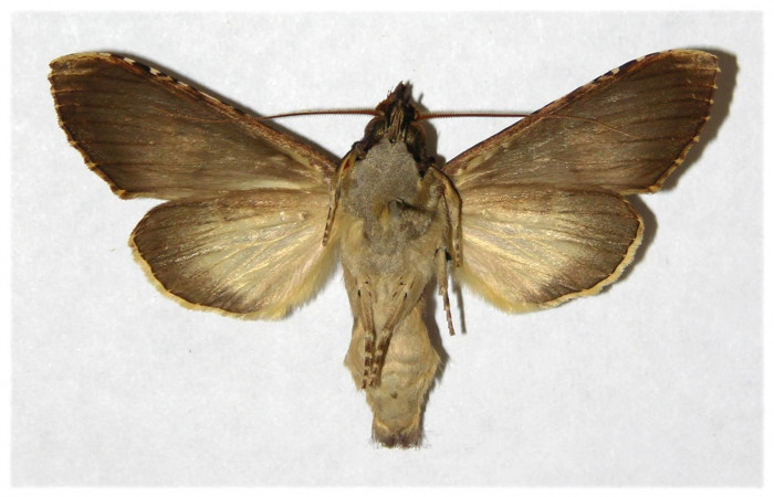 Fig 4. Macho de <i>Nystalea montana</i></i>. Vista ventral. Voucher: 99-SRNP-15300.01-DHJ322145.jpg 51mm de longitud.
